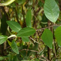 Crotalaria walkeri Arn.